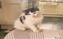 Mixed Breed cats for sale: Super cute, fun kitten - Image 1