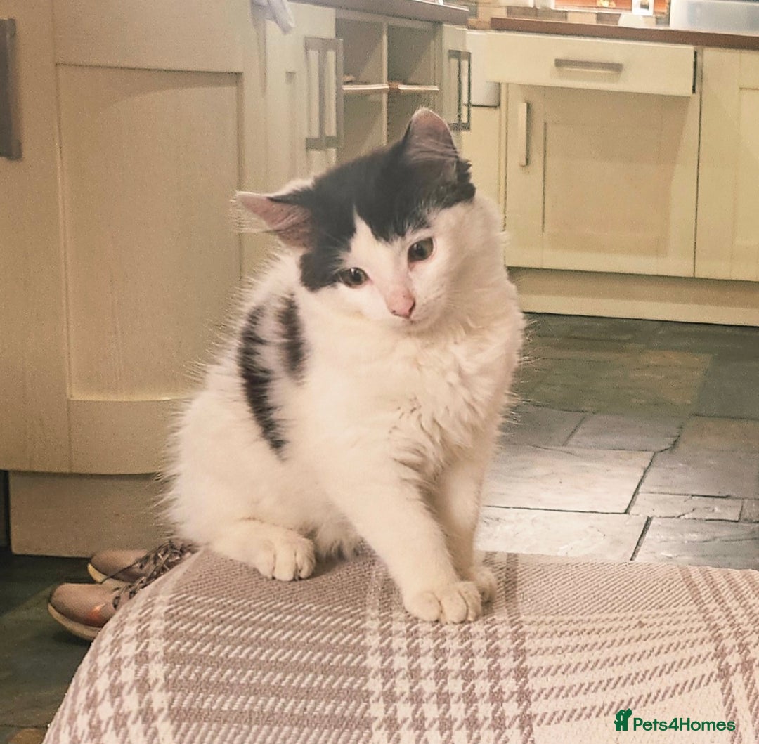Mixed Breed cats for sale: Super cute, fun kitten - Image 1