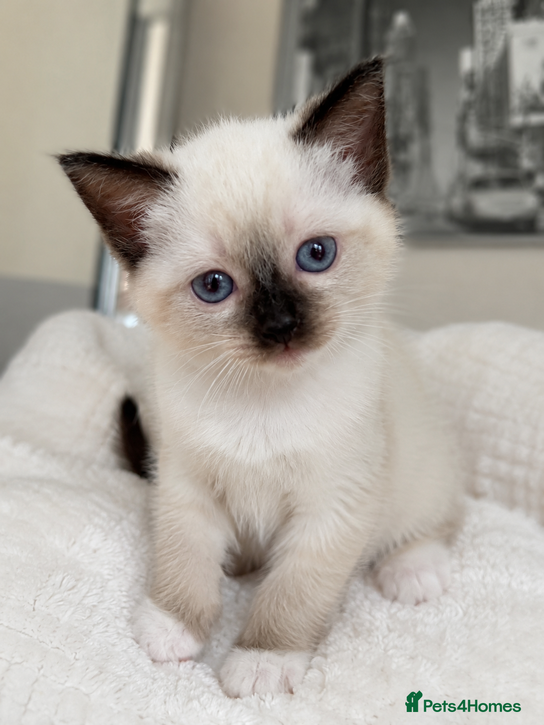 Siamese cats REDUCED FROM 800 TWO SIAMESE GIRLS LEFT - Advert 4
