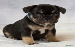 French Bulldog dogs for sale: TOP QUALITY KC REG FRENCHIES AVAILABLE  - Image 23
