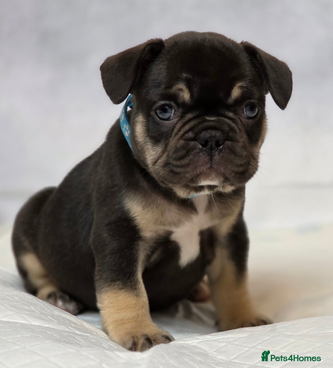 French Bulldog dogs for sale: TOP QUALITY KC REG FRENCHIES AVAILABLE  - Image 23