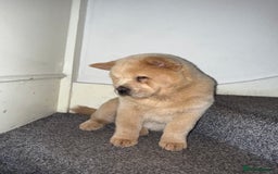 Chow Chow dogs for sale: Our last chow chow for sale !! - Image 2