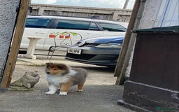 Rough Collie dogs for sale: ROUGH COLLIE SABLE AND WHITE PUPPIES - Image 2