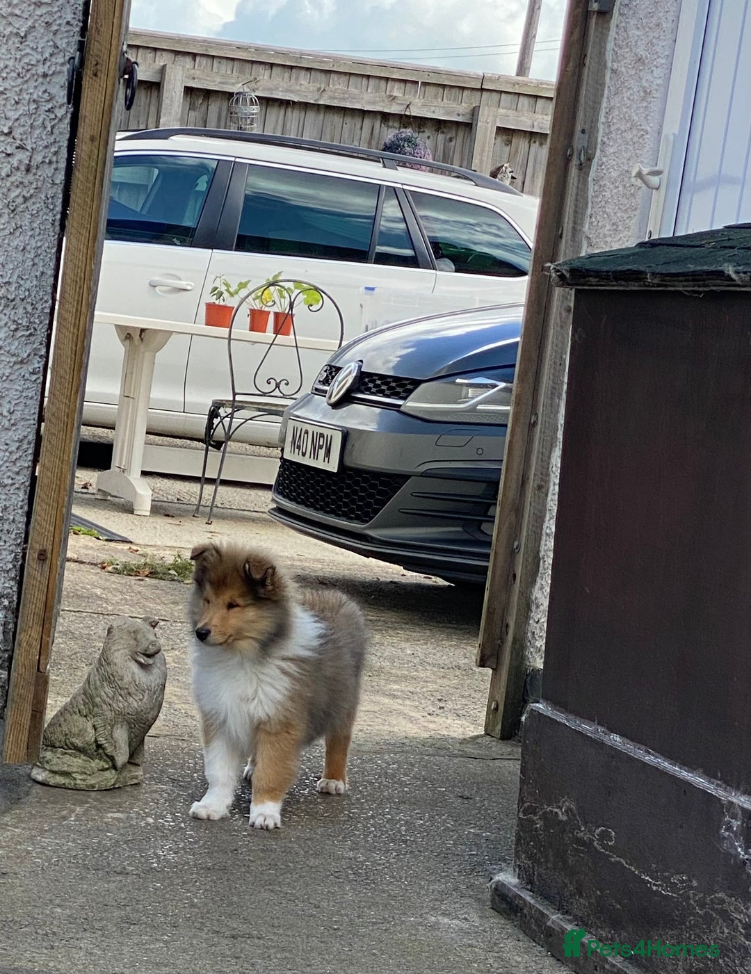 Rough Collie dogs for sale: ROUGH COLLIE SABLE AND WHITE PUPPIES - Image 2