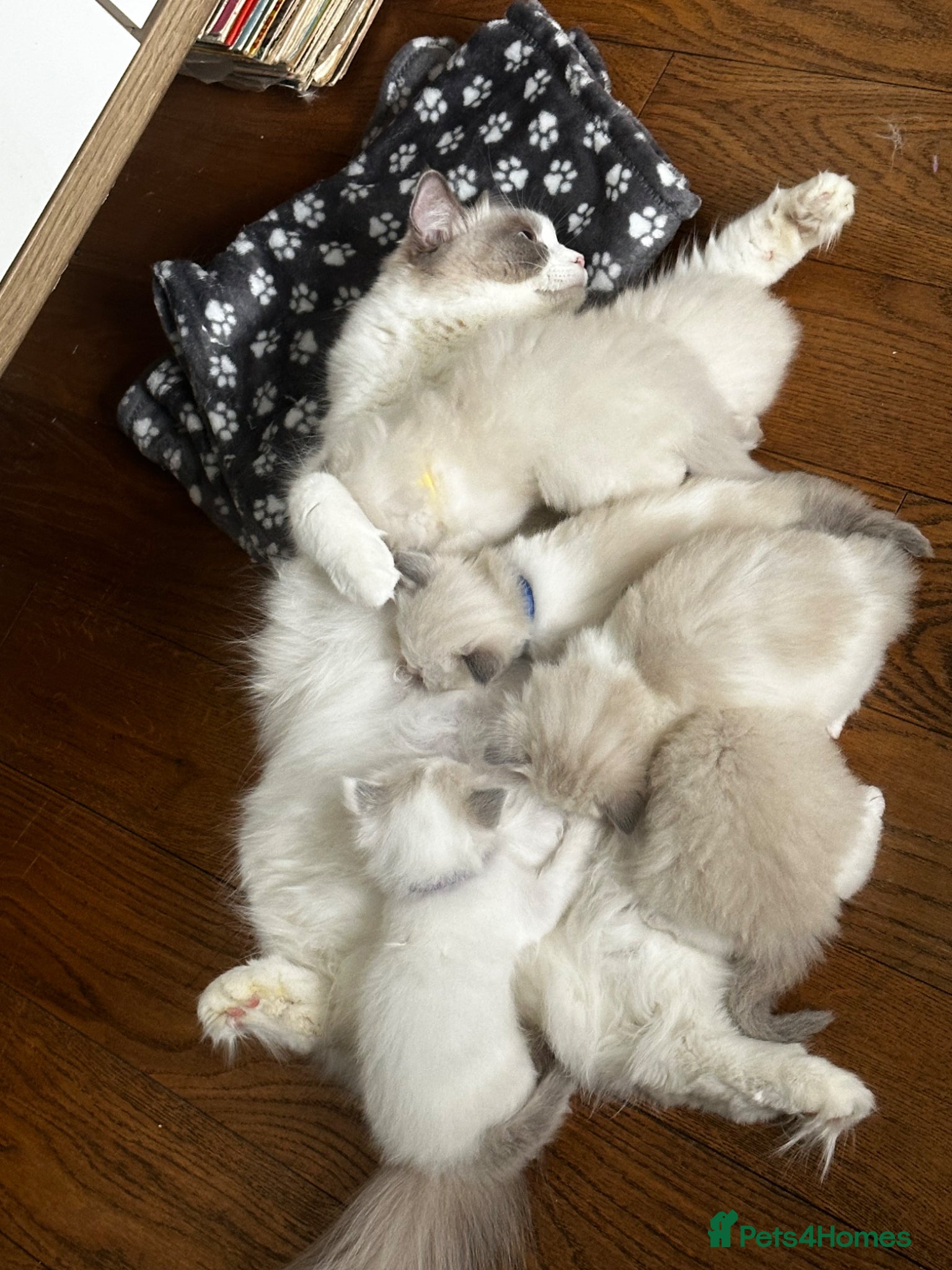 Ragdoll cats for sale: Beautiful Purebred Ragdoll Kittens - Advert 6