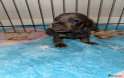 Dachshund dogs for sale: BEAUTIFUL DACHSHUND PUPPIES 🐾 - Image 7