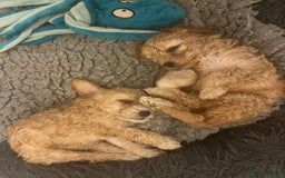 Cockapoo dogs for sale: Stunning Superb DNA Clear F1B Toy Cockapoo Pups - Image 2