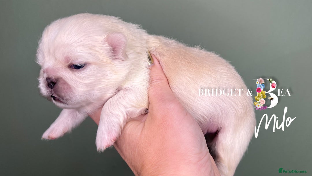 Pekingese dogs for sale: 🩷QUALITY BOYS & GIRLS🩵 - Advert 24