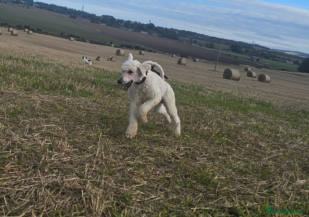 Standard Poodle dogs for stud: Health tested black phantom wrapped in cream  - Advert 6