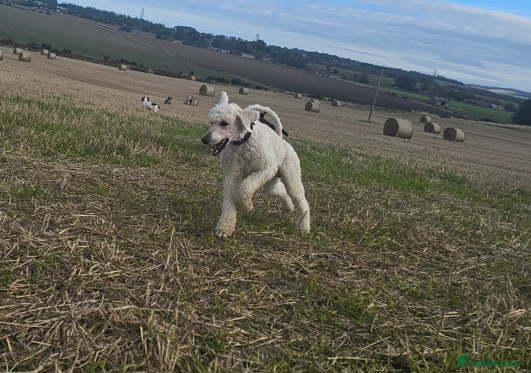 Standard Poodle dogs for stud: Health tested black phantom wrapped in cream  - Advert 6