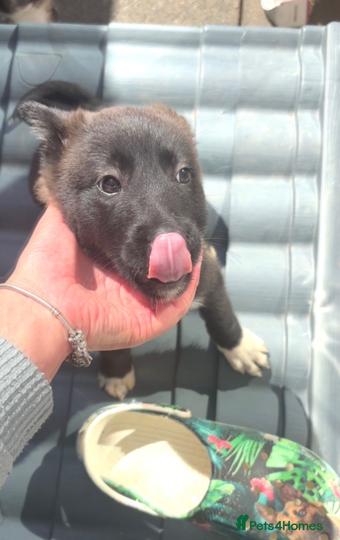 Mixed Breed dogs Malinios x Collie  - Advert 10