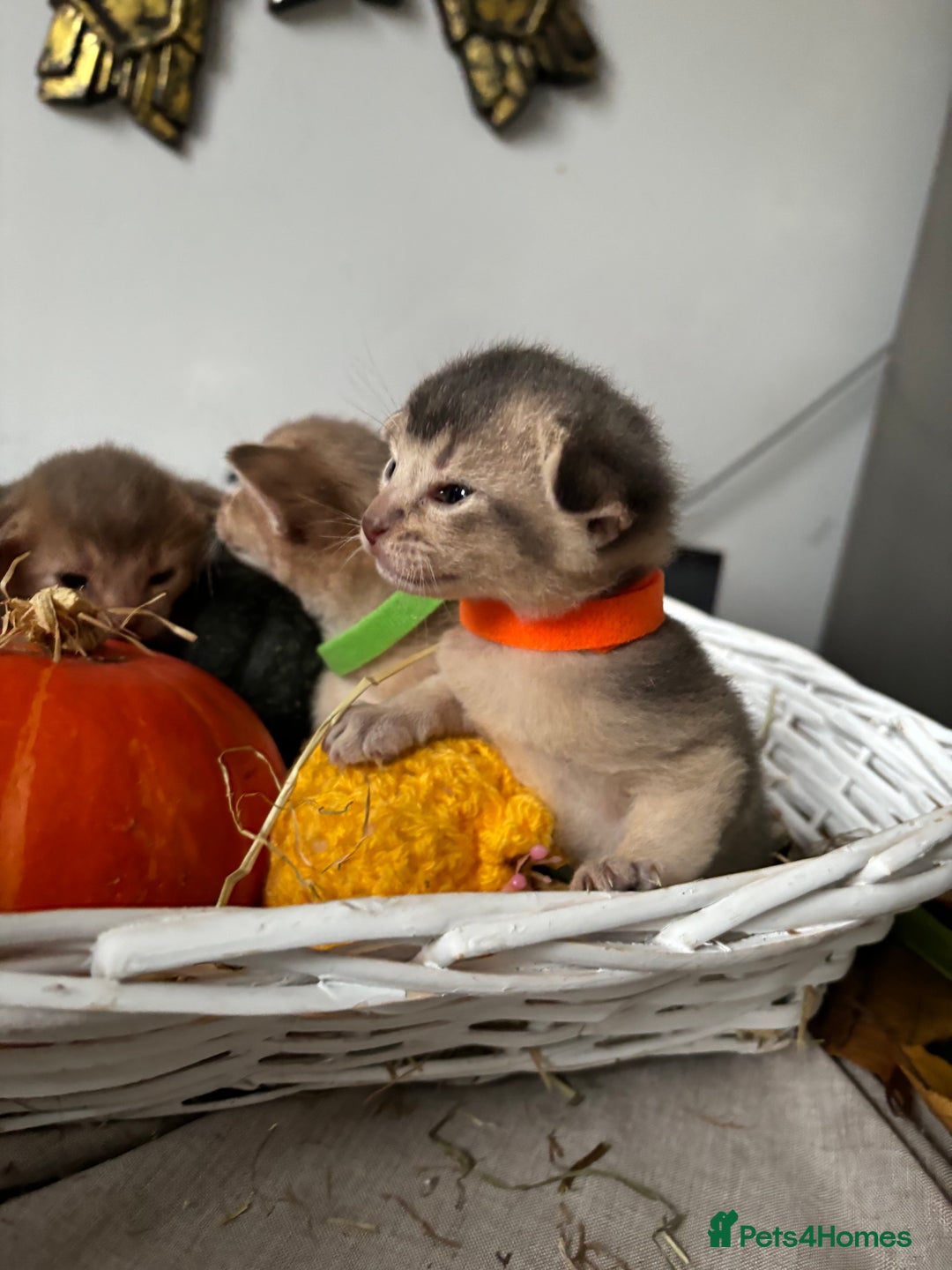 Abyssinian cats for sale: Pure pedigree Tica registered Abyssinian kittens  - Image 9