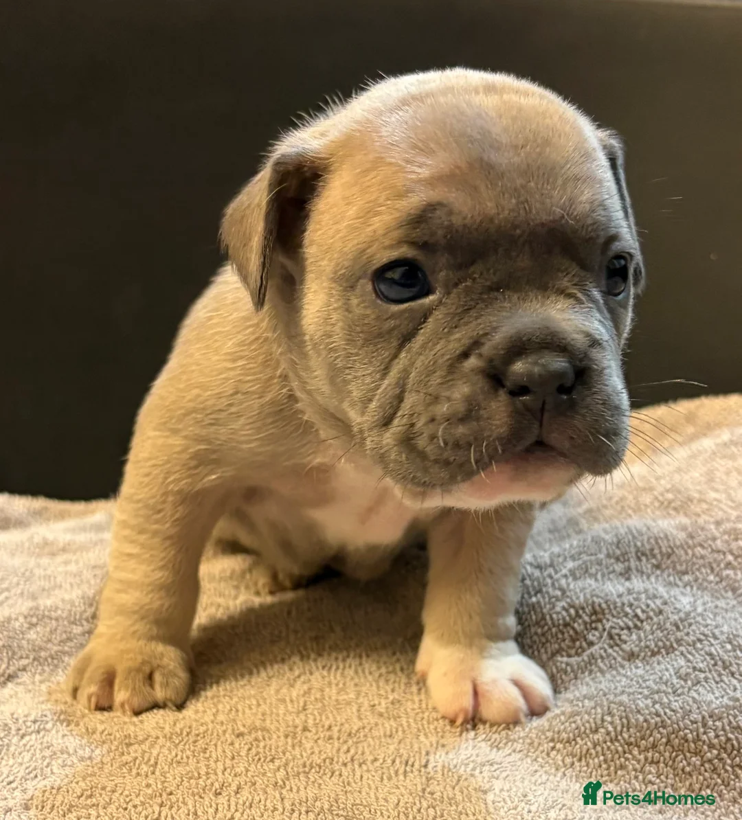 Mixed Breed dogs for sale: Frenchie mix - Advert 29