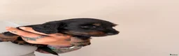 Miniature Dachshund dogs for sale: 🐾 Beautiful Miniature Dachshund Puppies 🐾  - Advert 7