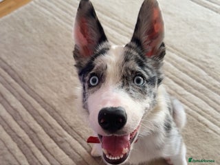 Mixed Breed dogs - Advert 1