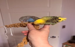 Budgerigars birds for sale: A pair of fully tamed budgies  £65 for both      - Image 9