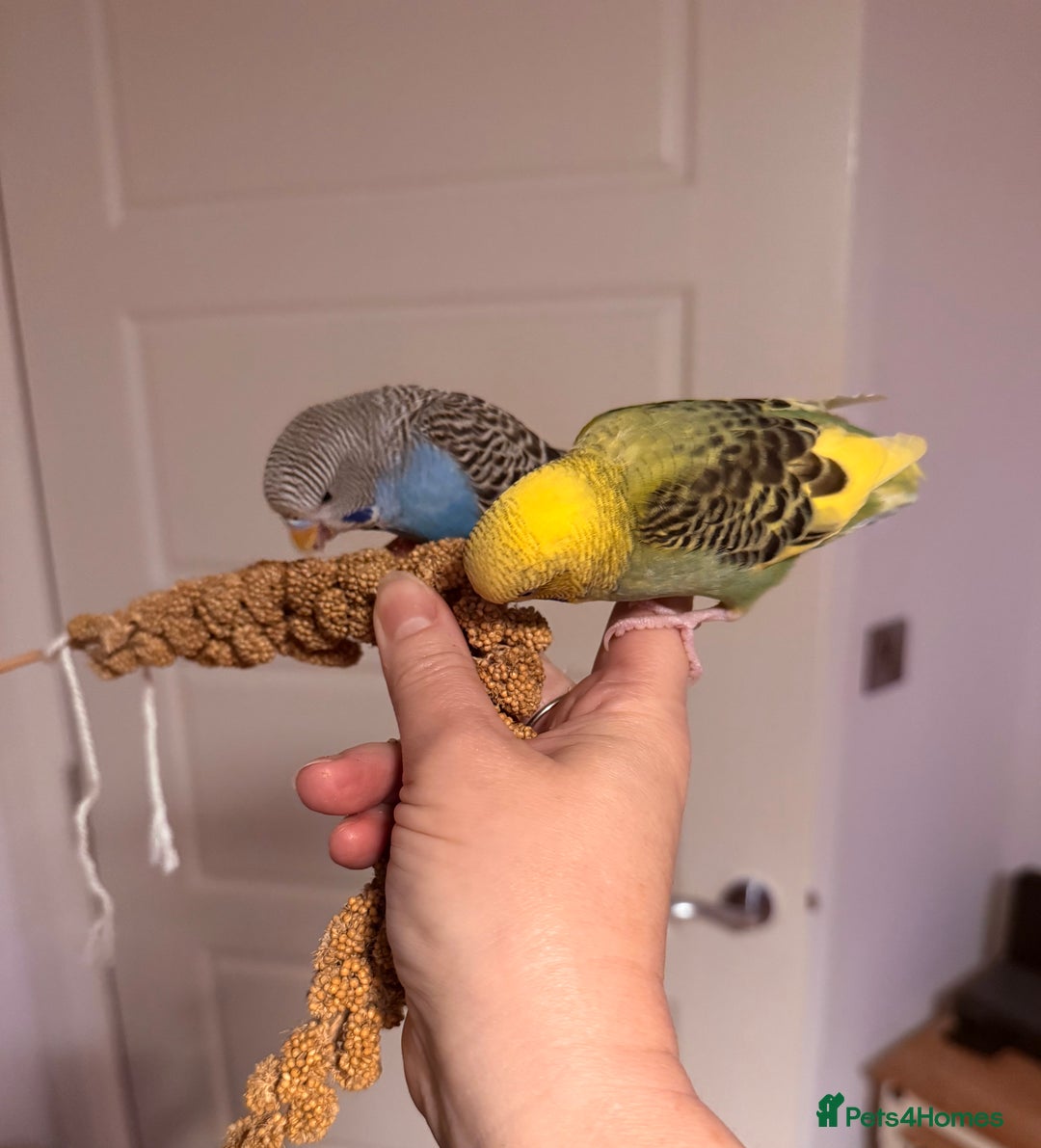 Budgerigars birds for sale: A pair of fully tamed budgies  £65 for both      - Image 9