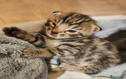 Bengal cats for sale: Elven Bengals - Image 32