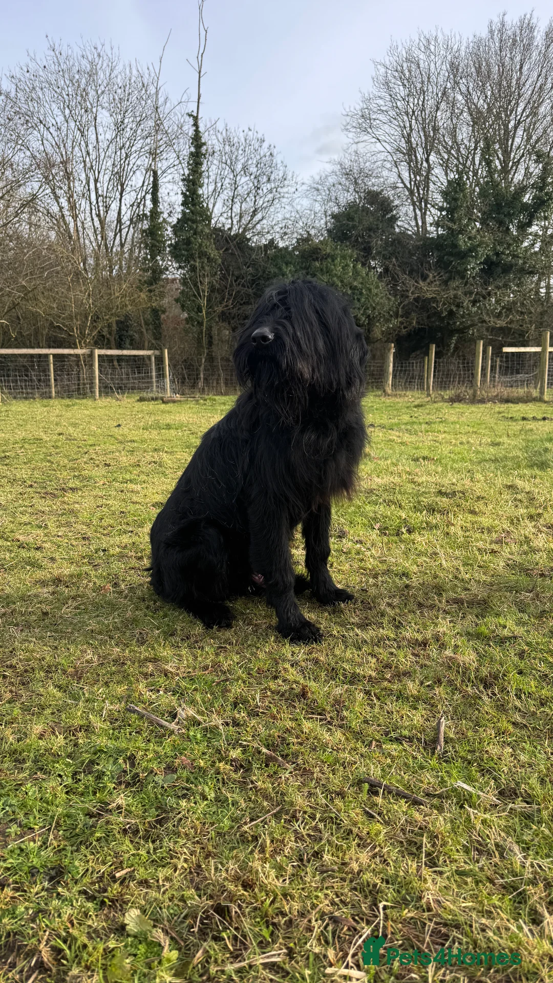 Giant Schnauzer dogs for sale: Bodie Boy available  - Advert 2