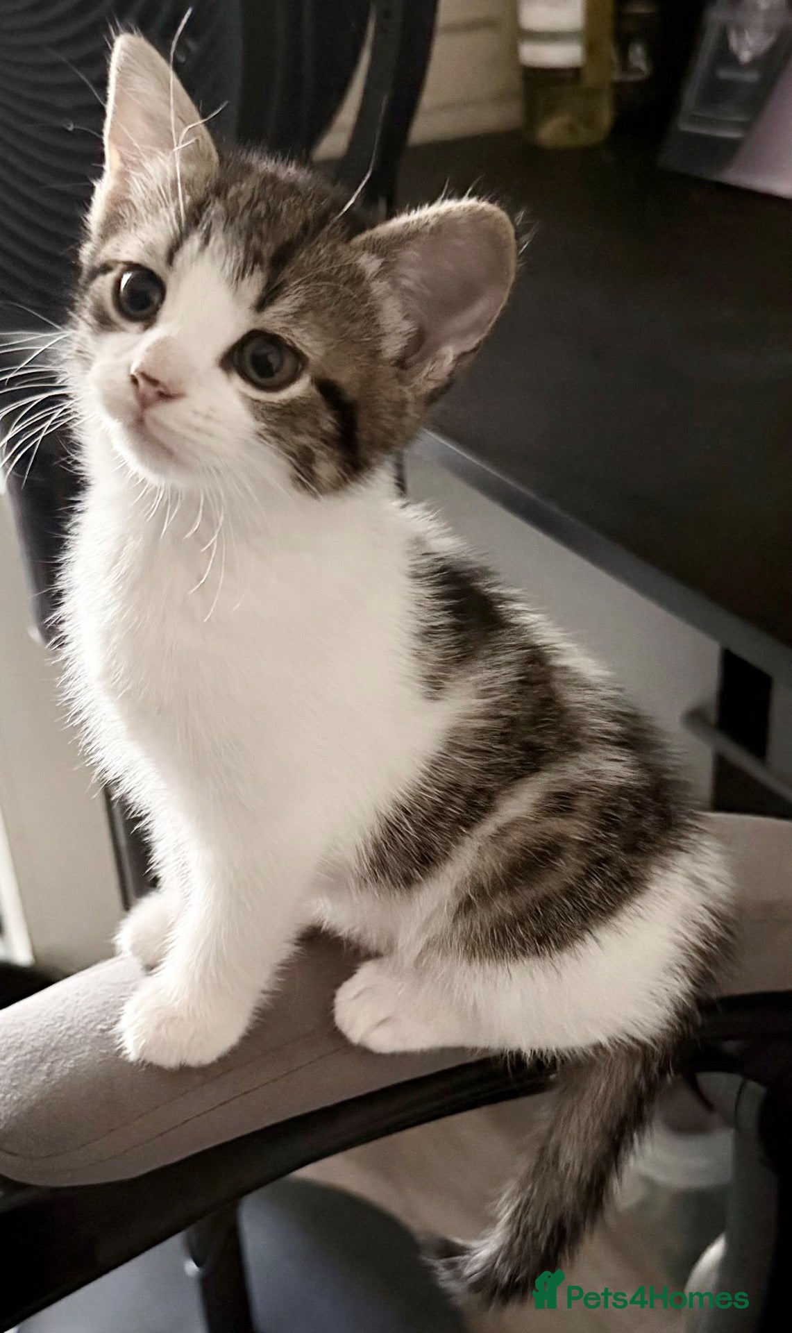 Mixed Breed cats  Beautiful kittens looking for loving homes  - Advert 2