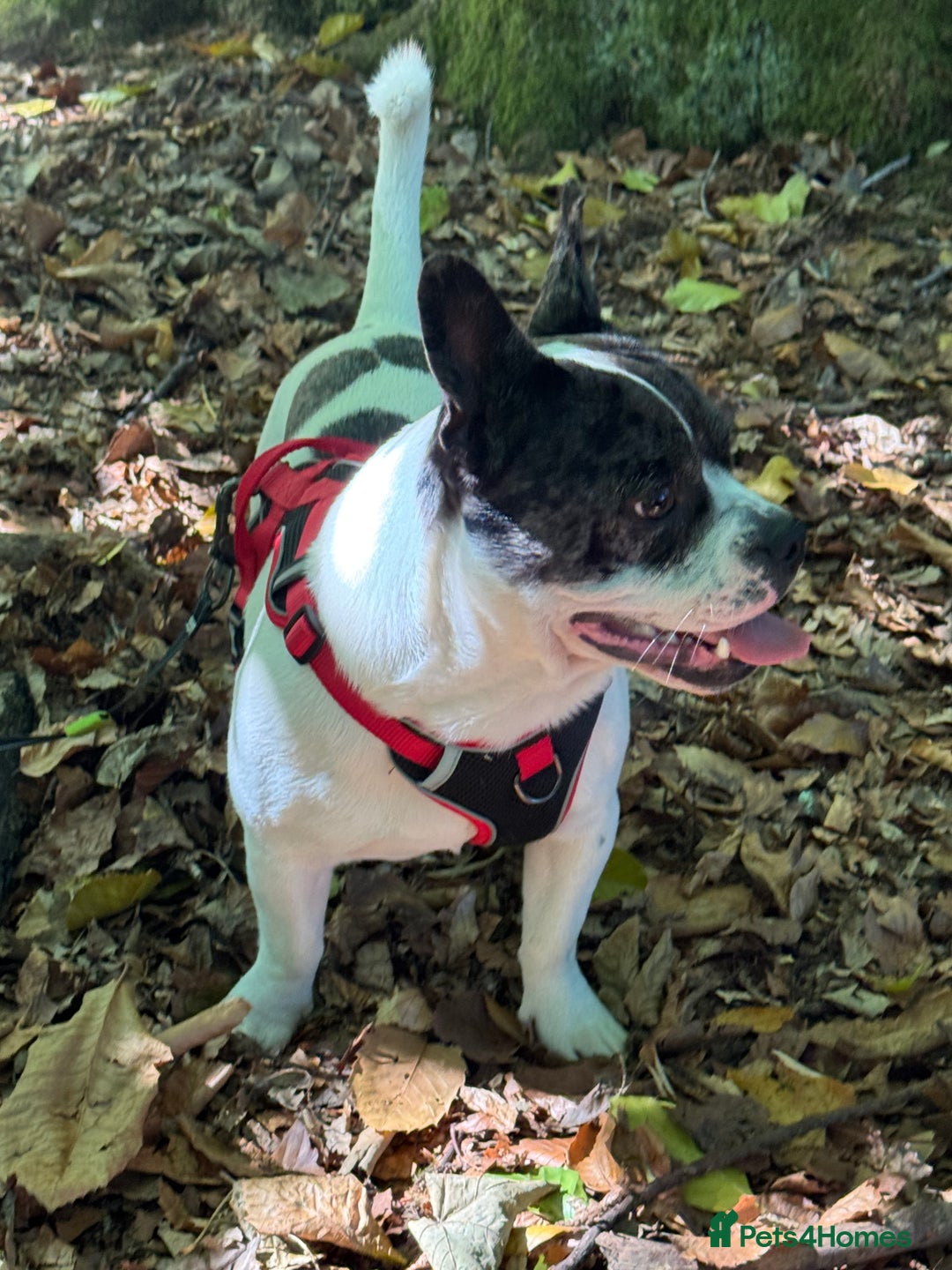 Mixed Breed dogs for sale: 15 month old male Frenchie/pug available  - Advert 5