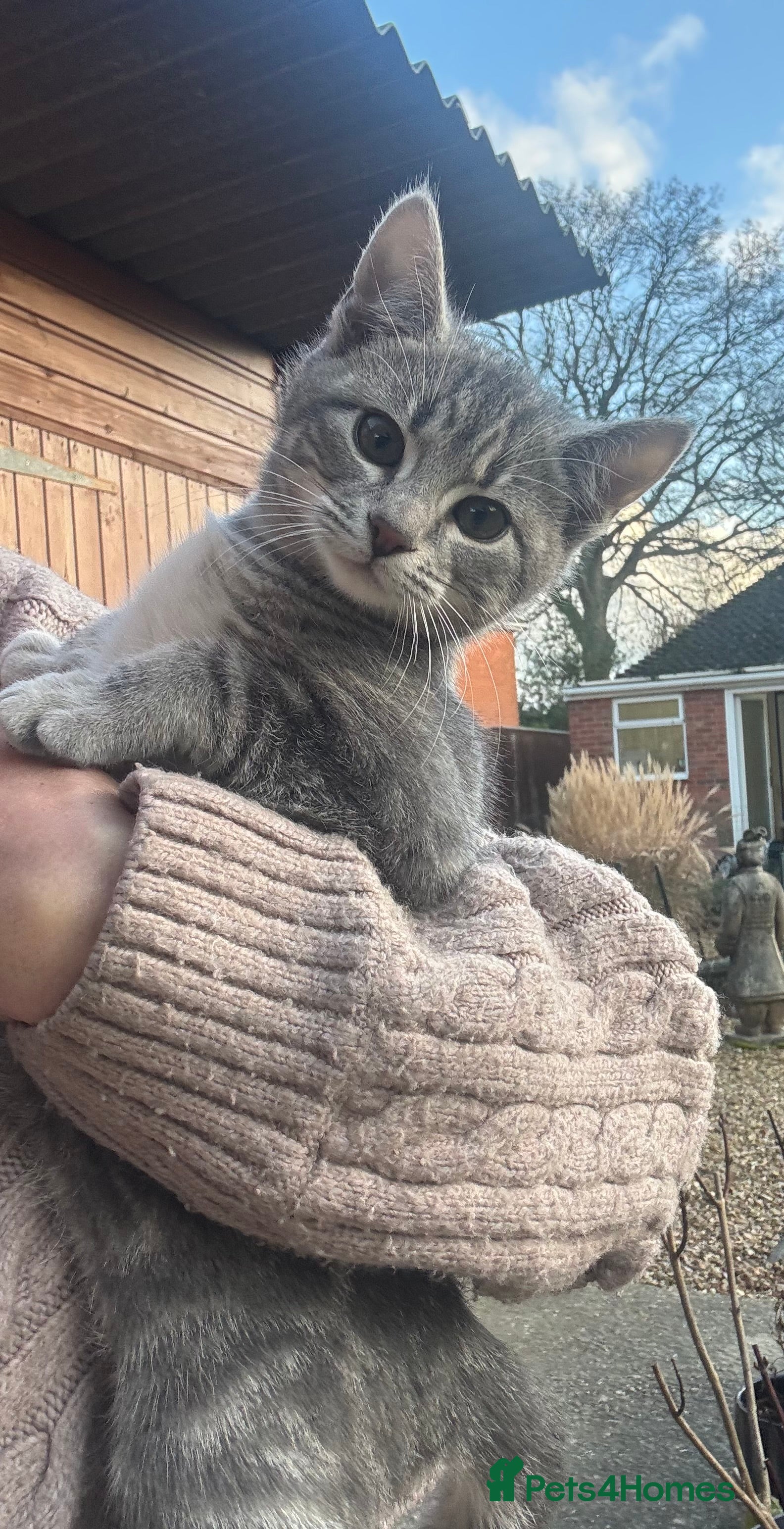 Savannah cats Beautiful 50% Savannah Kittens  - Advert 2