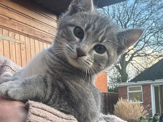 Savannah cats Beautiful 50% Savannah Kittens - Advert 2