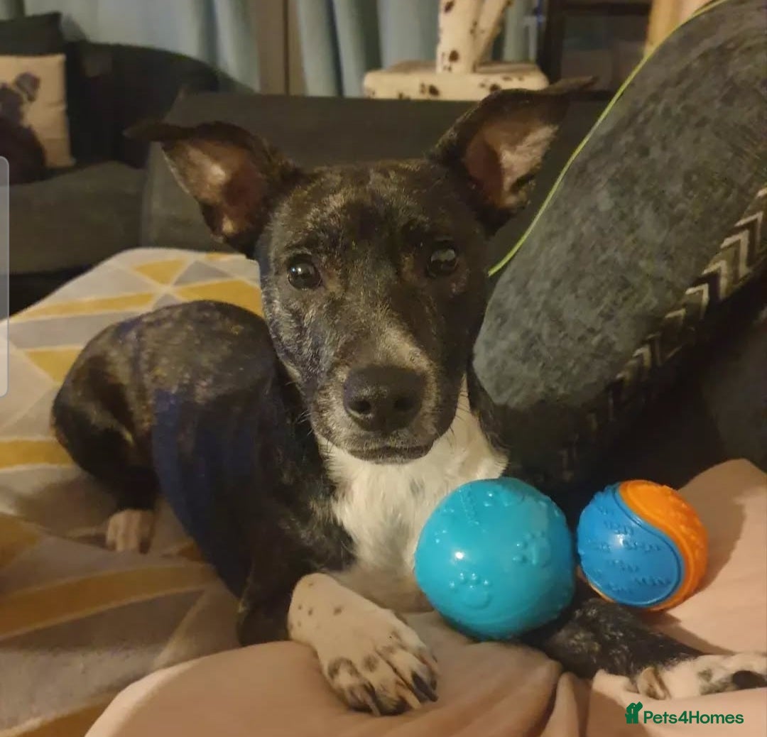 Mixed Breed dogs for sale: Brie is looking for active dog free home  - Image 1