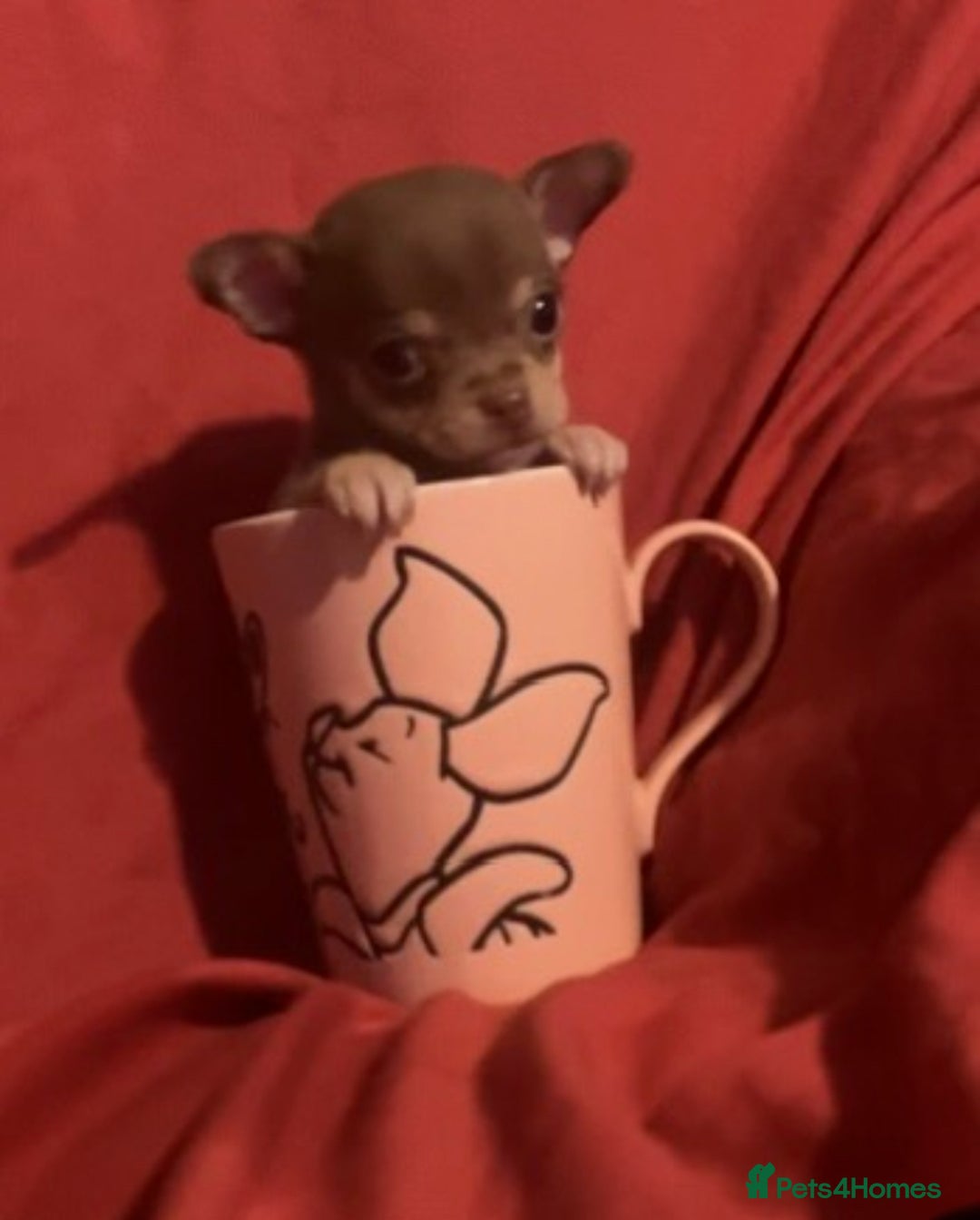 Chihuahua dogs for sale: Chihuahua puppies  - Image 8