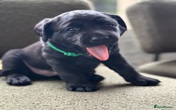 Labrador Retriever dogs for sale: 2 KC Black Lab Male Pups - Image 10