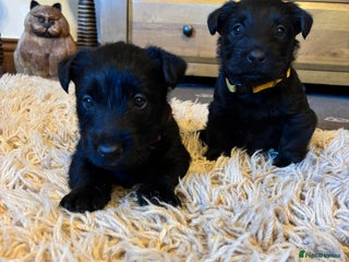 Scottish Terrier dogs KC Registered Black Scottish terrier - Advert 2