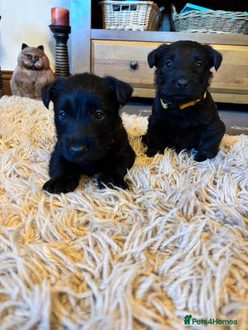 Scottish Terrier dogs KC Registered Black Scottish terrier - Advert 1
