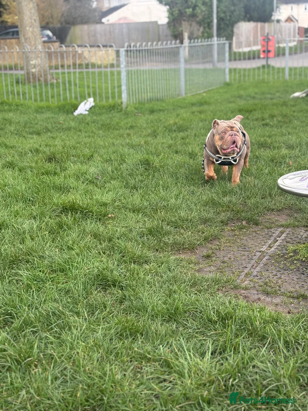 English Bulldog dogs for sale: Chunky the English bulldog  - Advert 3