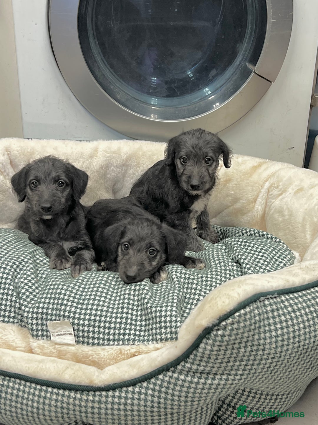 Bedlington Terrier dogs for sale: Beautiful F1 Bedlington x Whippet Puppies - Advert 4