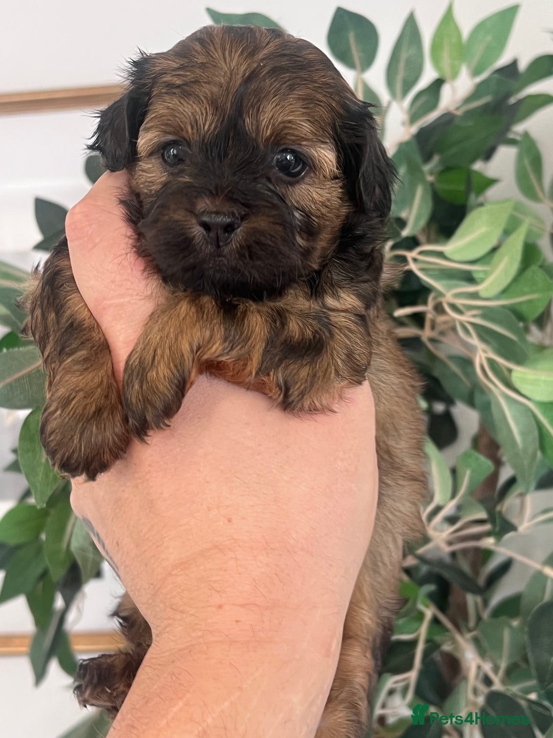 Shihpoo dogs for sale: Imperial toy Shihpoos  - Image 12