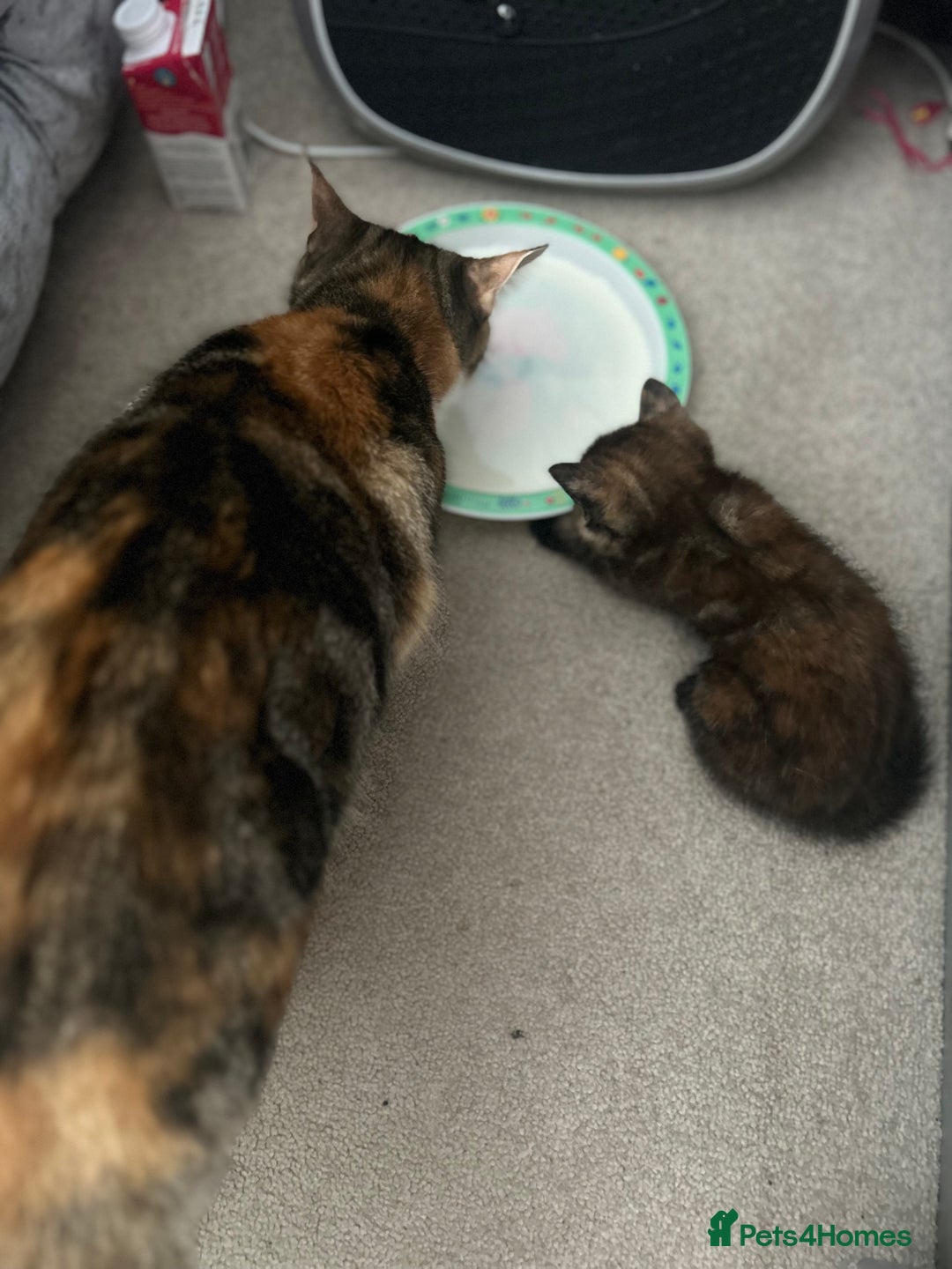 British Shorthair cats for sale: Last kitten - Image 5