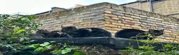 Domestic Shorthair cats for adoption: Become a Penny Paws foster homes for cats in need - Advert 11