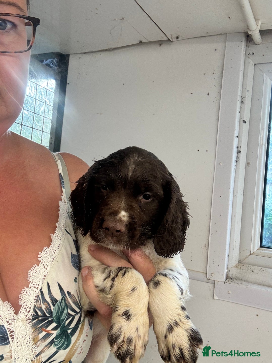 English Springer Spaniel dogs for sale: Springer Spaniel Puppies Ready to go - Image 7