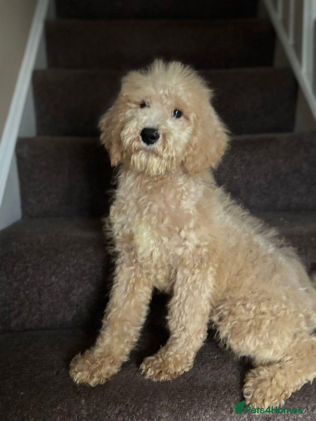Bernedoodle dogs for sale: Ready Now Bernedoodle standard fluffy teddy bears - Advert 7