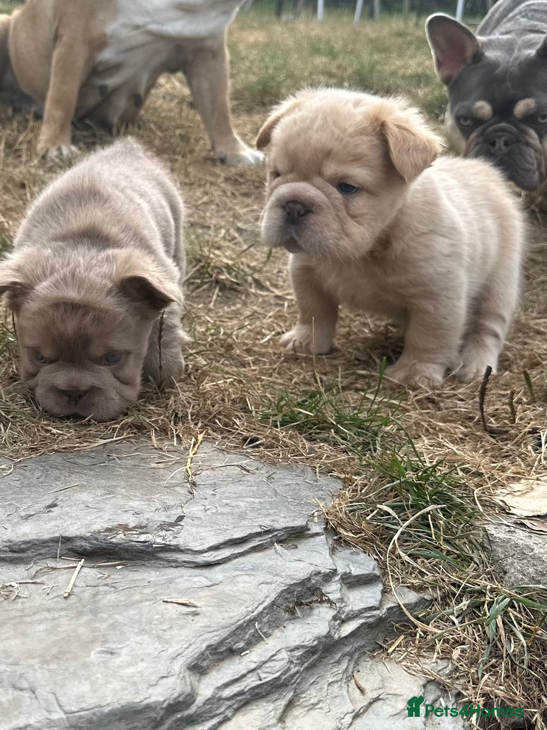 French Bulldog dogs for sale: 7 fluffy French Bulldogs puppies - Image 22