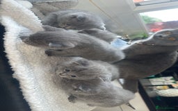 British Shorthair cats for sale: 5 remarkable British shorthairs  - Image 8