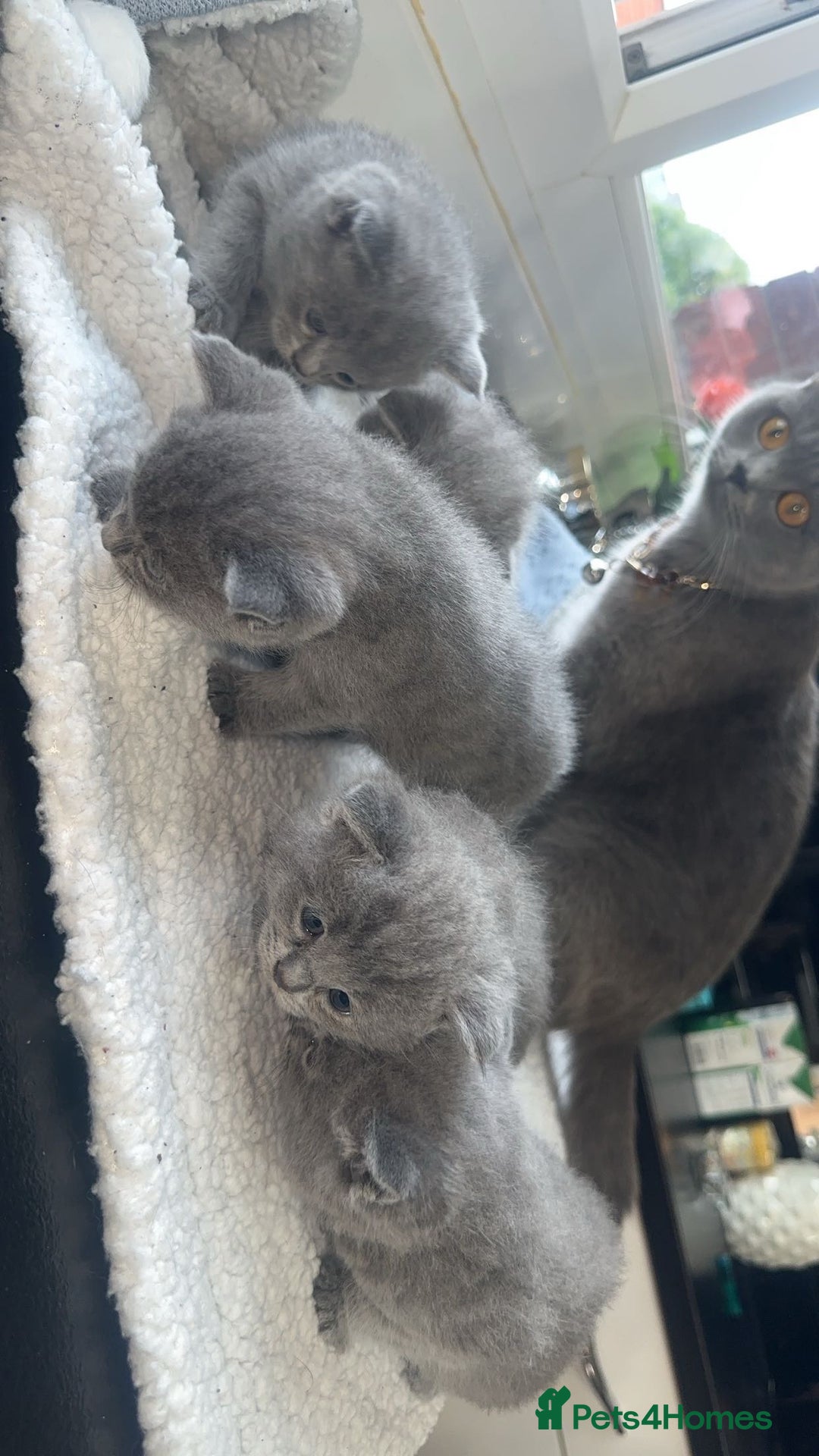 British Shorthair cats for sale: 5 remarkable British shorthairs  - Image 8