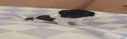 Miniature Poodle dogs for sale: Two beautiful boy miniature poodles - Advert 11