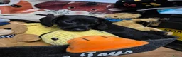 Dachshund dogs for sale: Dachshund puppies for sale - Advert 7