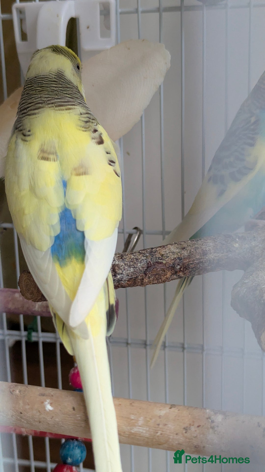 Budgerigars birds for sale: Fully tamed 4 budgies with Cage, accessories,food - Image 37