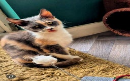 Mixed Breed cats for adoption: FELICITY - Image 3