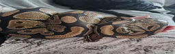 Python Snake reptiles for sale: Standard royal python  - Advert 3