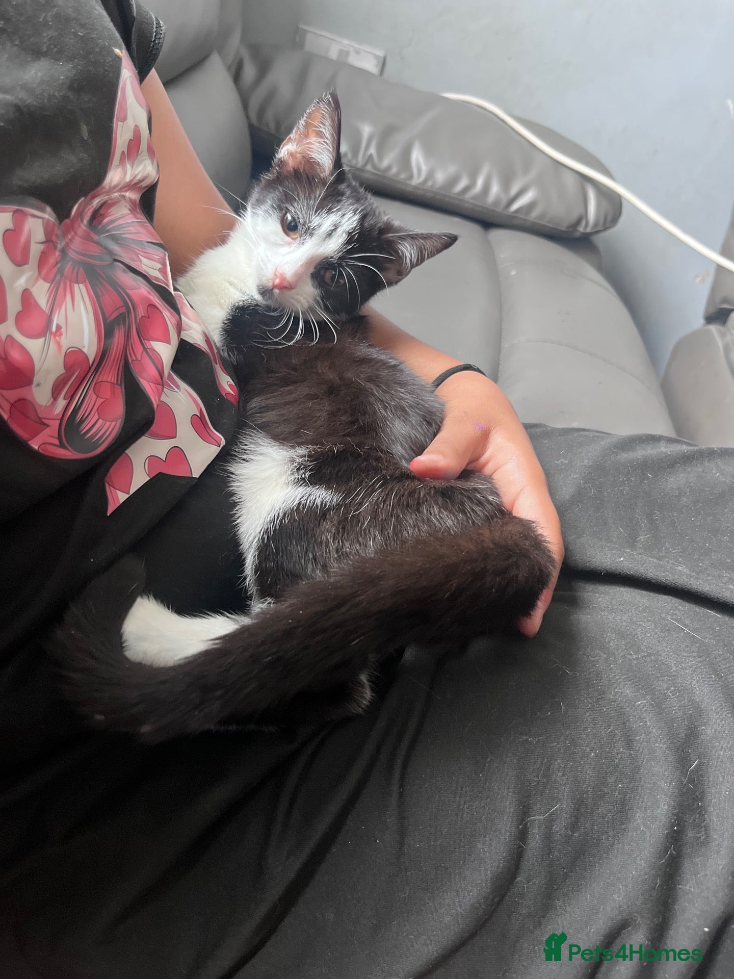 Mixed Breed cats 5 month old Mix breed Kittens  - Advert 2