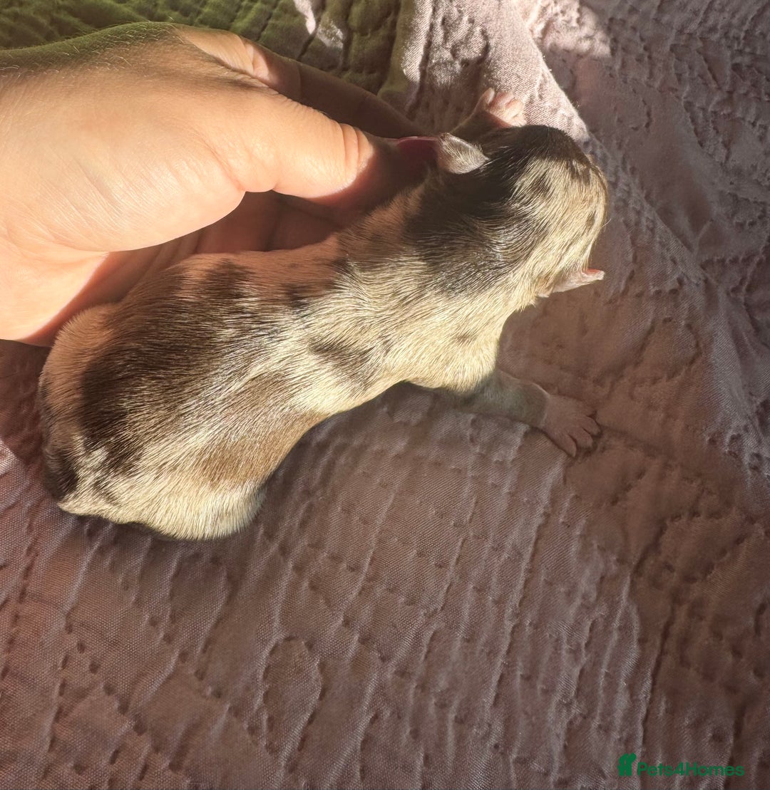 Chihuahua dogs for sale: Chocolate Merle Longhair Chihuahua,1boy 1girl left - Image 7