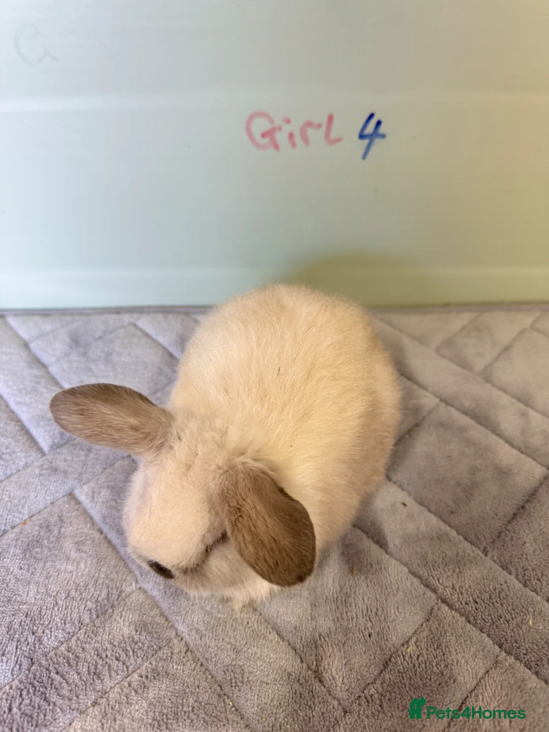 Mini Lop rabbits for sale: Magpie mini lops  - Advert 9